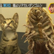Image for article titled This Giant Crustacean Cuddly Toy Is a Hot Seller in Japan